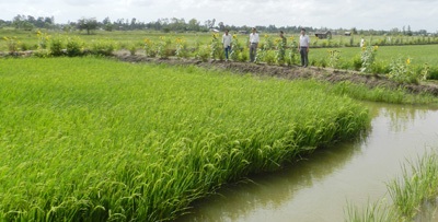 Hội thảo đánh giá kết quả thực hiện mô hình lúa thơm - tôm sạch