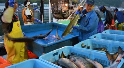 Nhật Bản cần cải cách nghề cá 