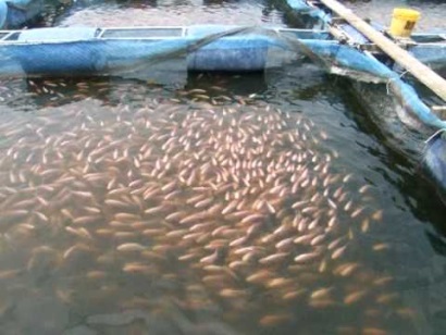 Worldfish sẽ phát triển và phổ biến giống cá rô phi kháng bệnh