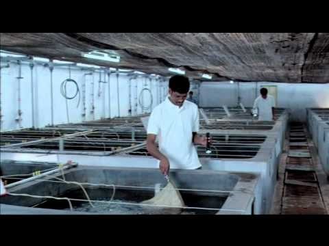 Ấn Độ Các trại tôm giống bị ảnh hưởng bởi Covid-19