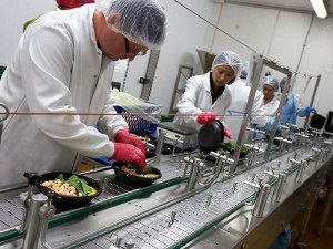 Iceland Các nhà chế biến tôm nước lạnh thu hẹp sản xuất 