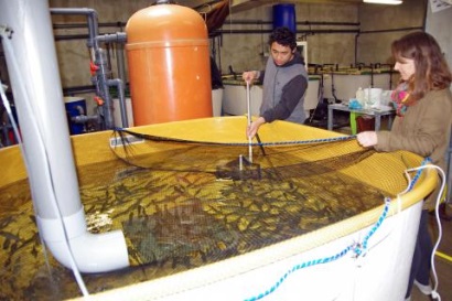 EU Ngành nuôi trồng thủy sản phát triển vượt bậc