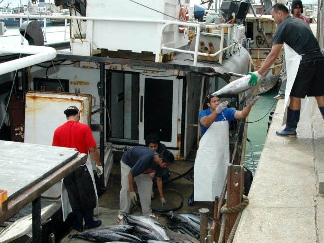 Lệnh cấm veda tiếp tục đẩy giá cá ngừ vằn tại Manta lên cao