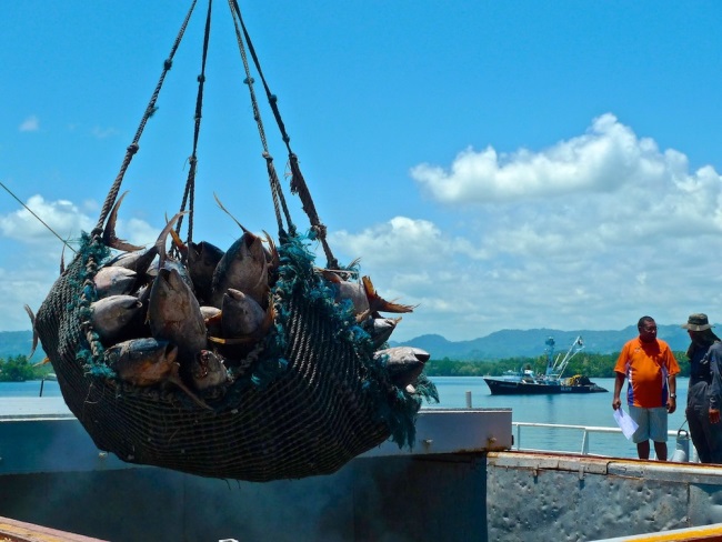 Lệnh cấm Veda đã khiến giá cá ngừ vằn Manta tăng