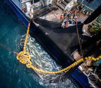 Giá cá ngừ vằn tại EU hạ nhiệt