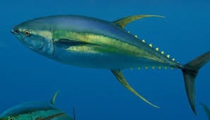 MCS đưa cá ngừ vây vàng vào danh sách loài cần tránh