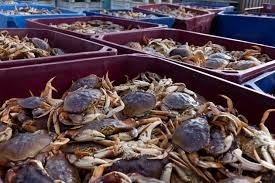Mỹ Giá cua Dungeness tăng 