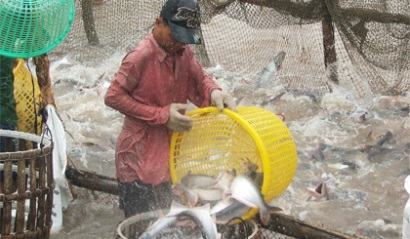 Giá cá tra ở mức cao có thể kéo dài đến hết năm 2017