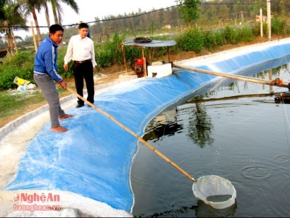 Nuôi tôm vụ 3 đón Tết Nguyên đán