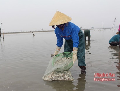 Quỳnh Lưu (Nghệ An) Thu hàng chục tỷ đồng mỗi năm từ nuôi ngao