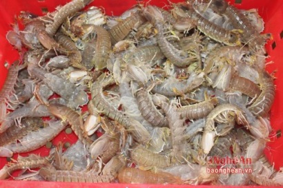 Bạc Liêu Hơn 1.800ha tôm nuôi bị thiệt hại