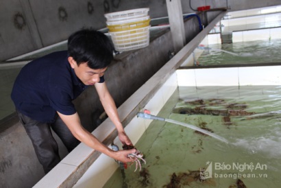Bí quyết thu hàng trăm triệu mỗi năm từ nuôi giữ hải sản