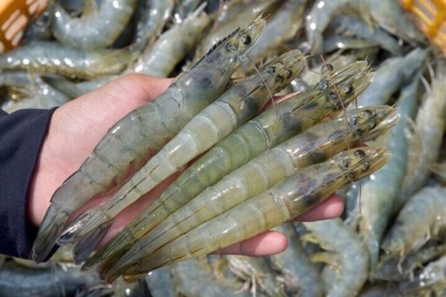 Cá tra, tôm sú và tôm chân trắng - 3 đối tượng nuôi chủ lực