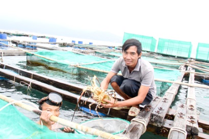 Cam Ranh Phát triển tôm hùm xanh