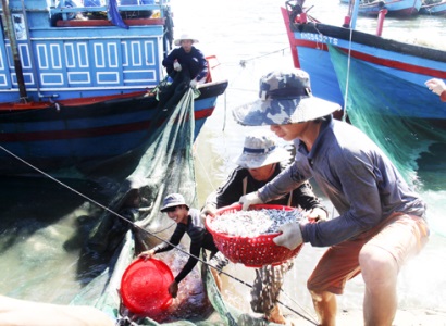 Vụ cá cơm đến muộn