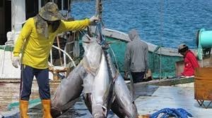 Các nước Thái Bình Dương đưa ra thỏa hiệp về khai thác cá ngừ