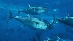 Cuộc họp của Ủy ban cá ngừ đã có những thành công nhất định