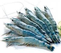 Australia bổ sung danh sách sản phẩm không phải áp dụng Lệnh cấm nhập khẩu tôm vào Australia