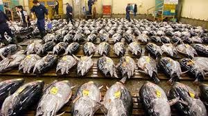 Nhập khẩu cá ngừ của Nhật tăng 51% 