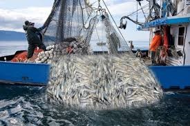 Tàu Trung Quốc khai thác mực gần khu bảo tồn Galapagos