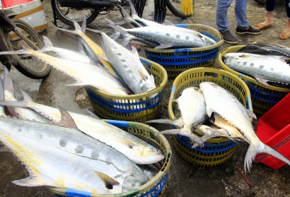 Ngư dân Quảng Trị trúng mẻ cá bè trên 100 tấn