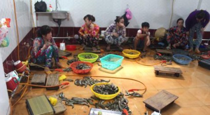 Bắt quả tang gần 20 người đang bơm tạp chất vào tôm