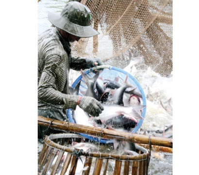 Liên kết bảo đảm đầu ra cho cá tra