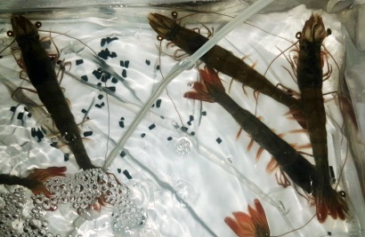 Nuôi tôm công nghệ cao