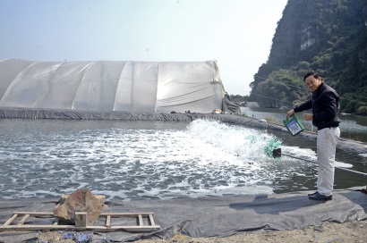 Nuôi tôm bằng nhà bạt giữa lòng thành phố