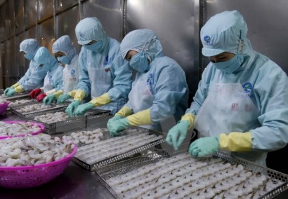 Xuất khẩu tôm sang EU, tận dụng lợi thế khi EVFTA có hiệu lực