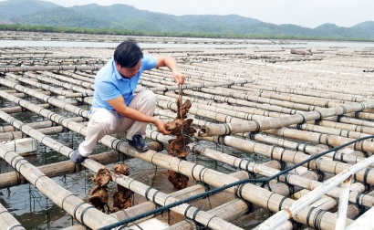 Tăng cường giải pháp đáp ứng nhu cầu giống thuỷ sản