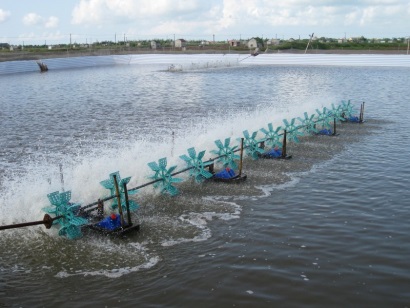 Đi tìm giá thành tôm nuôi Việt 