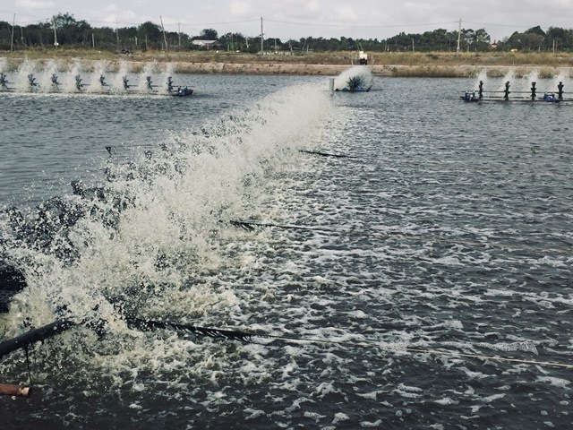 Sóc Trăng – Trọng điểm ngành tôm 