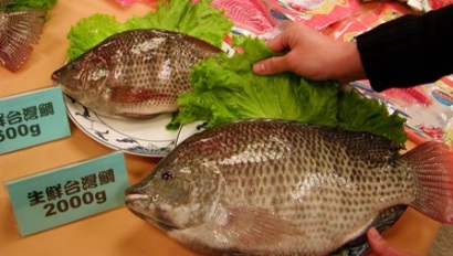 Đài Loan giảm nuôi cá rô phi 