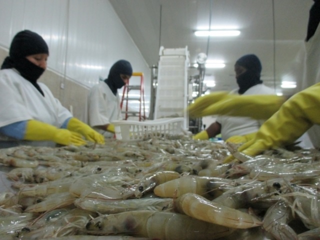 Ecuador Dịch Covid-19 kéo giá tôm giảm