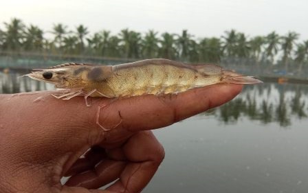 Dịch Covid có thể khiến sản lượng tôm thế giới giảm 600.000 tấn