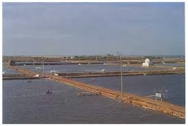 FAO Sản lượng tôm Ấn Độ có thể tăng 10%