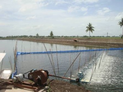 SFP giới thiệu dự án cải thiện nuôi tôm Indonesia