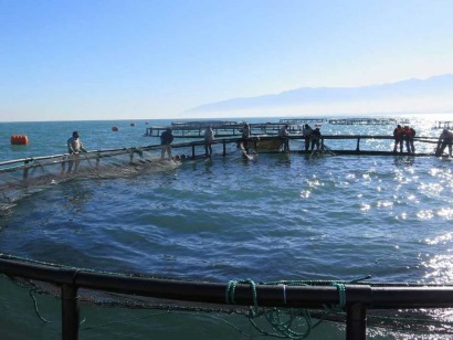 Iran Phát triển dự án nuôi cá lồng