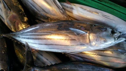 Giá cá ngừ vằn cỡ  trên 1,8kg giảm xuống mức thấp nhất