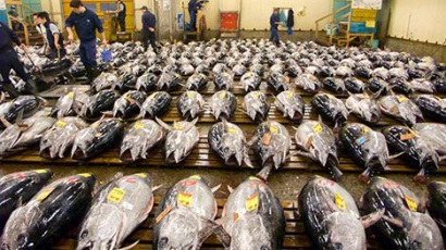 Nhật Bản tăng nhập khẩu cá ngừ đông lạnh