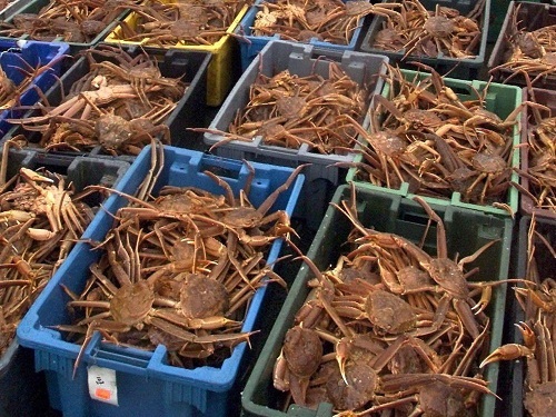 Giá cua tuyết ở phía Tây Nhật Bản giảm sâu do Covid-19