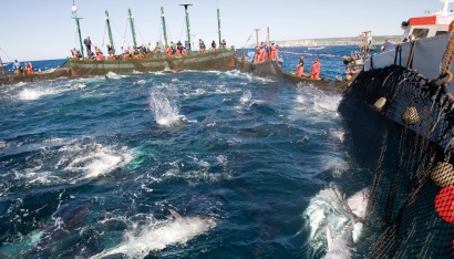 Mời tham dự Hội nghị tập huấn triển khai thực hiện Thông tư số 502015TT-BNNPTNT 