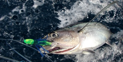 Giá cá ngừ albacore cao hơn do hàng tồn kho thấp