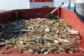 Mỹ Giá tôm tại Louisiana giảm 