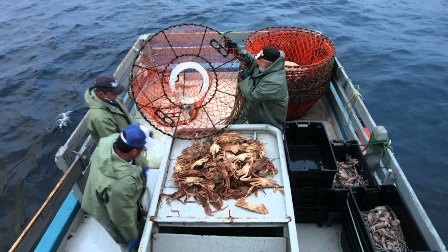 Giá cua tuyết Canada tăng