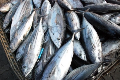 Anh truy tố John West về khai thác cá ngừ IUU ở Ghana