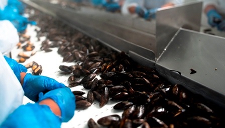 EU Nhập khẩu vẹm từ Chile tăng trong tuần đầu tháng 62020