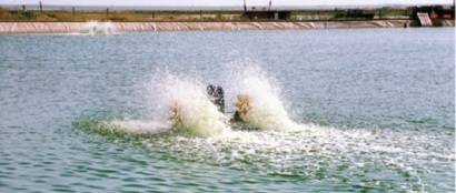 Trung Quốc Giá tôm tăng 10-15% do dịch bệnh