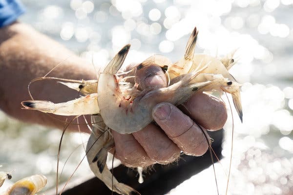 EU Nhu cầu nhập khẩu tôm tốt hơn trong tháng 6 và 72020